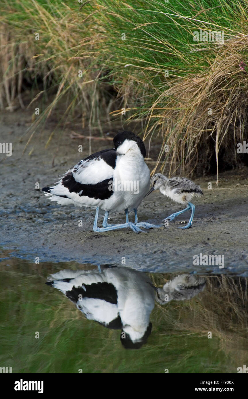 Deux poussins avocette élégante (Recurvirostra avosetta) caché sous les plumes des parents pour plus de chaleur Banque D'Images