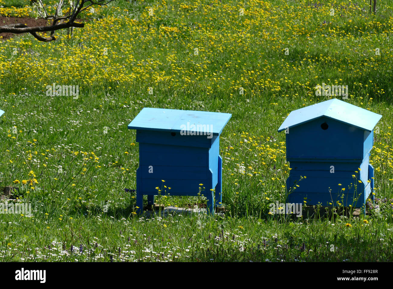 Jardin de printemps avec des ruches. Banque D'Images