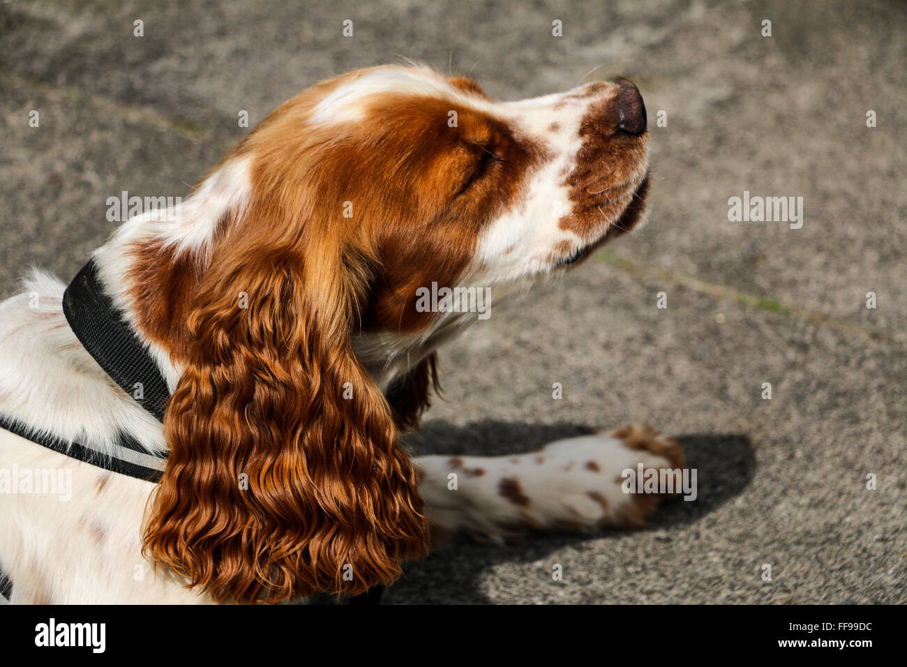 Roan Orange, cocker Talybont-on-Usk, Powys, Wales Banque D'Images