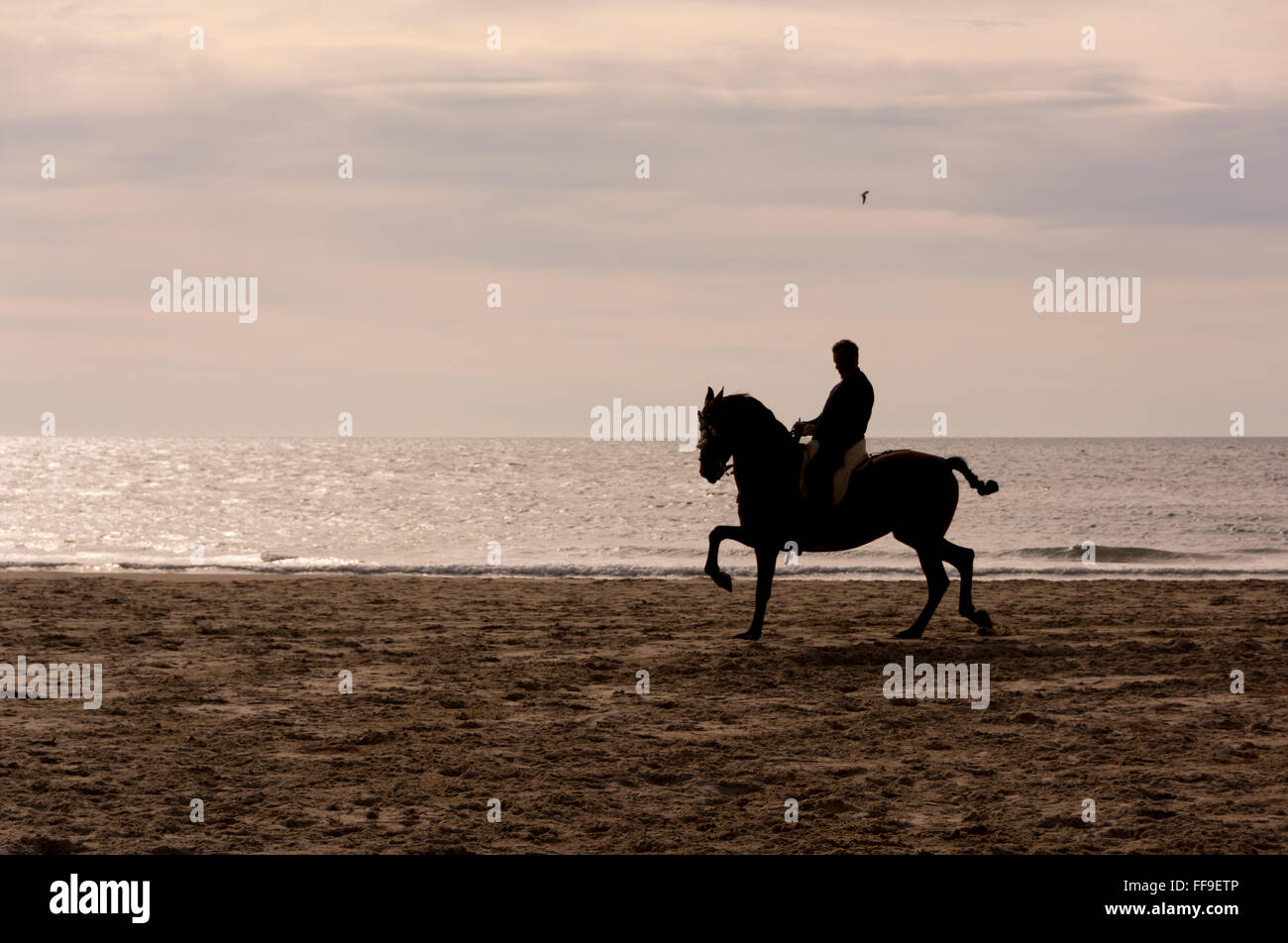 L'équitation d'ossature à la plage dans une heure d'or Banque D'Images