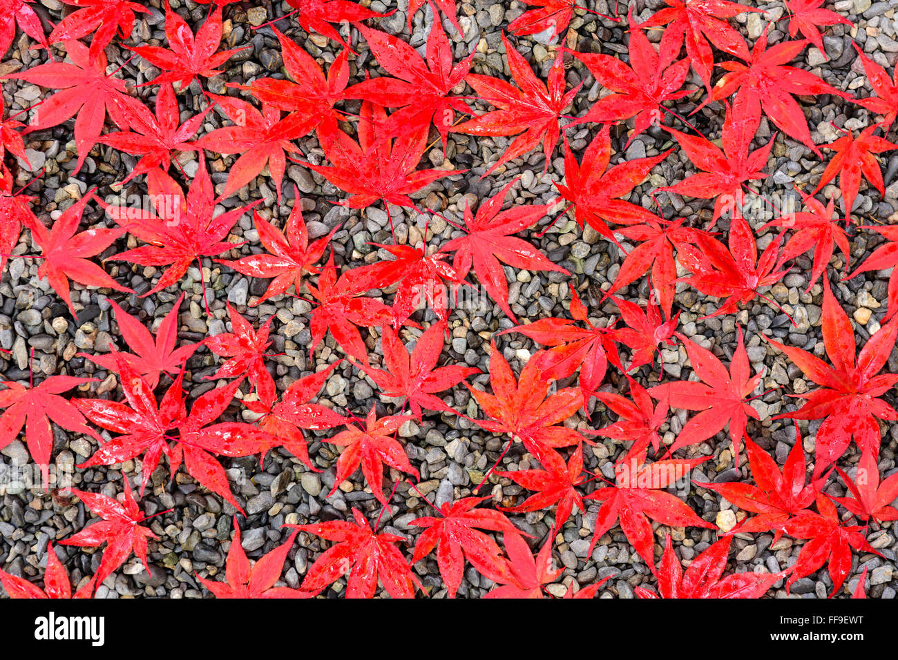 Feuilles d'automne sur un sentier de gravier. Banque D'Images