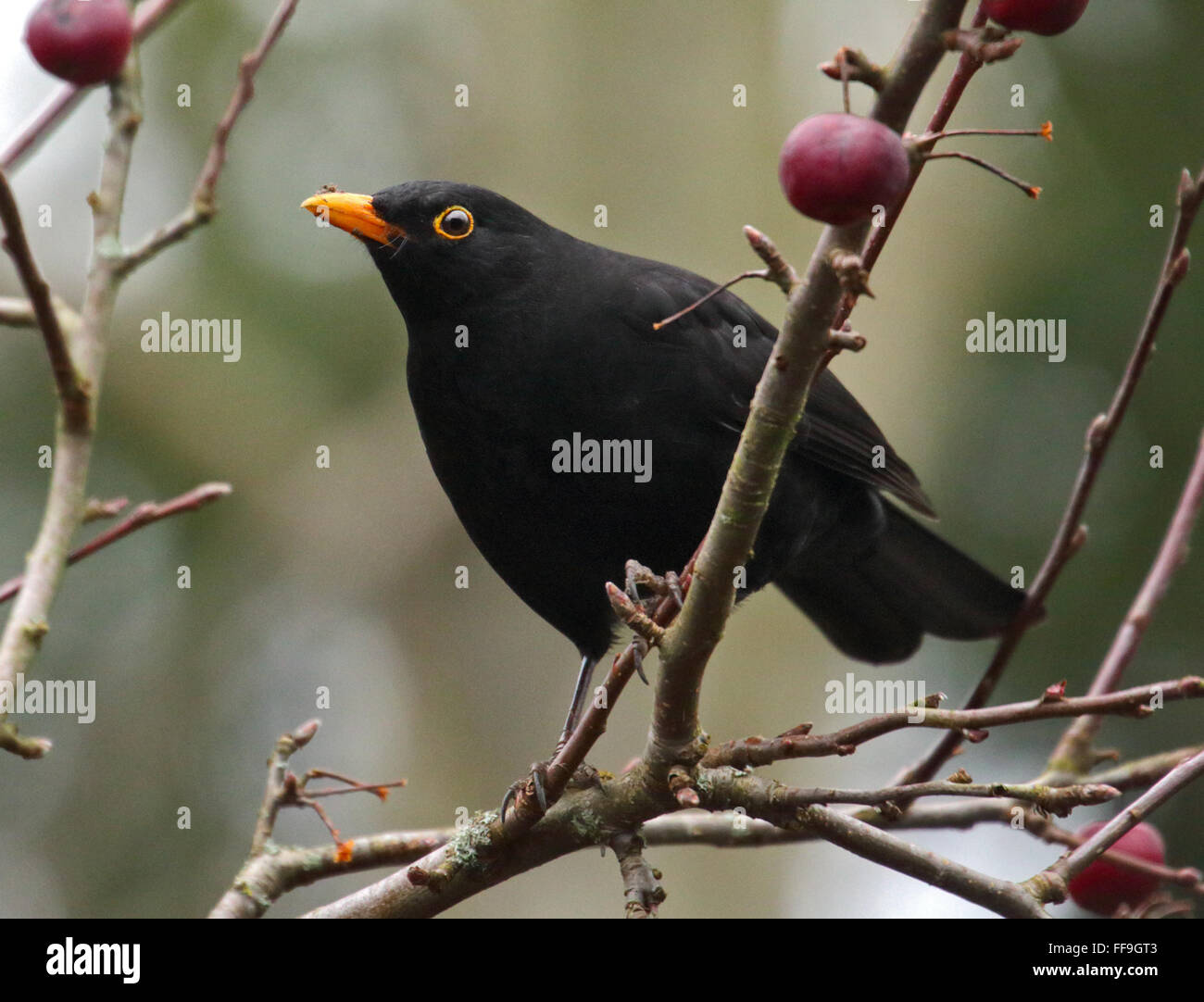 Blackbird européenne (Turdus merula) mâle en crabe Apple Tree Banque D'Images