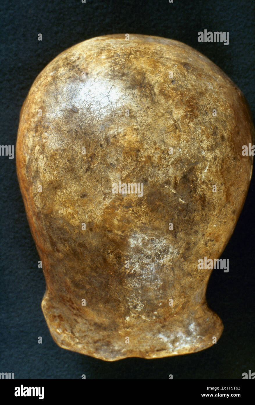 Pithecanthropus erectus Banque d'image et photos - Alamy