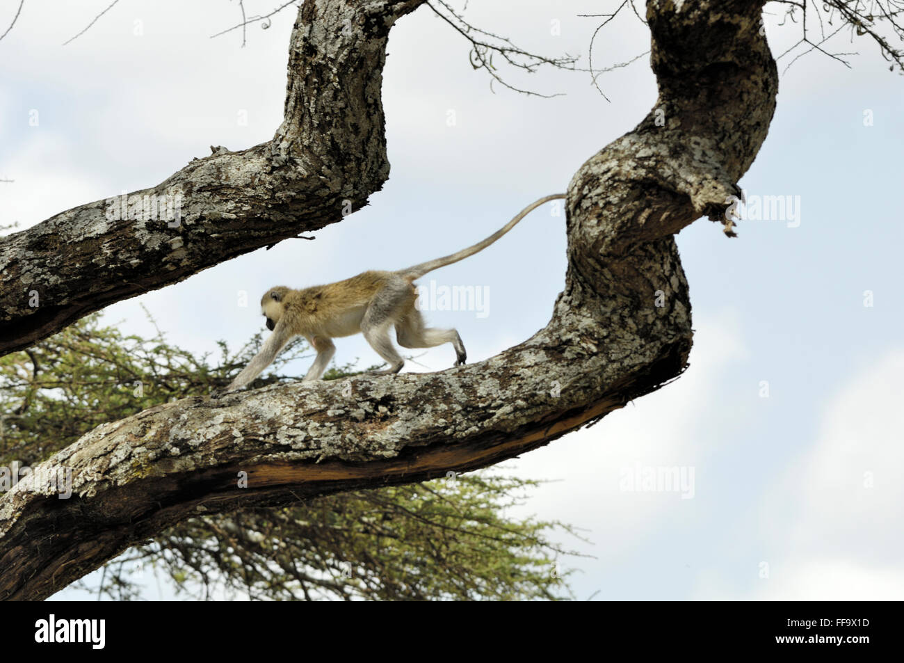 Singe noir dans l'arbre dans le Serengeti Banque D'Images