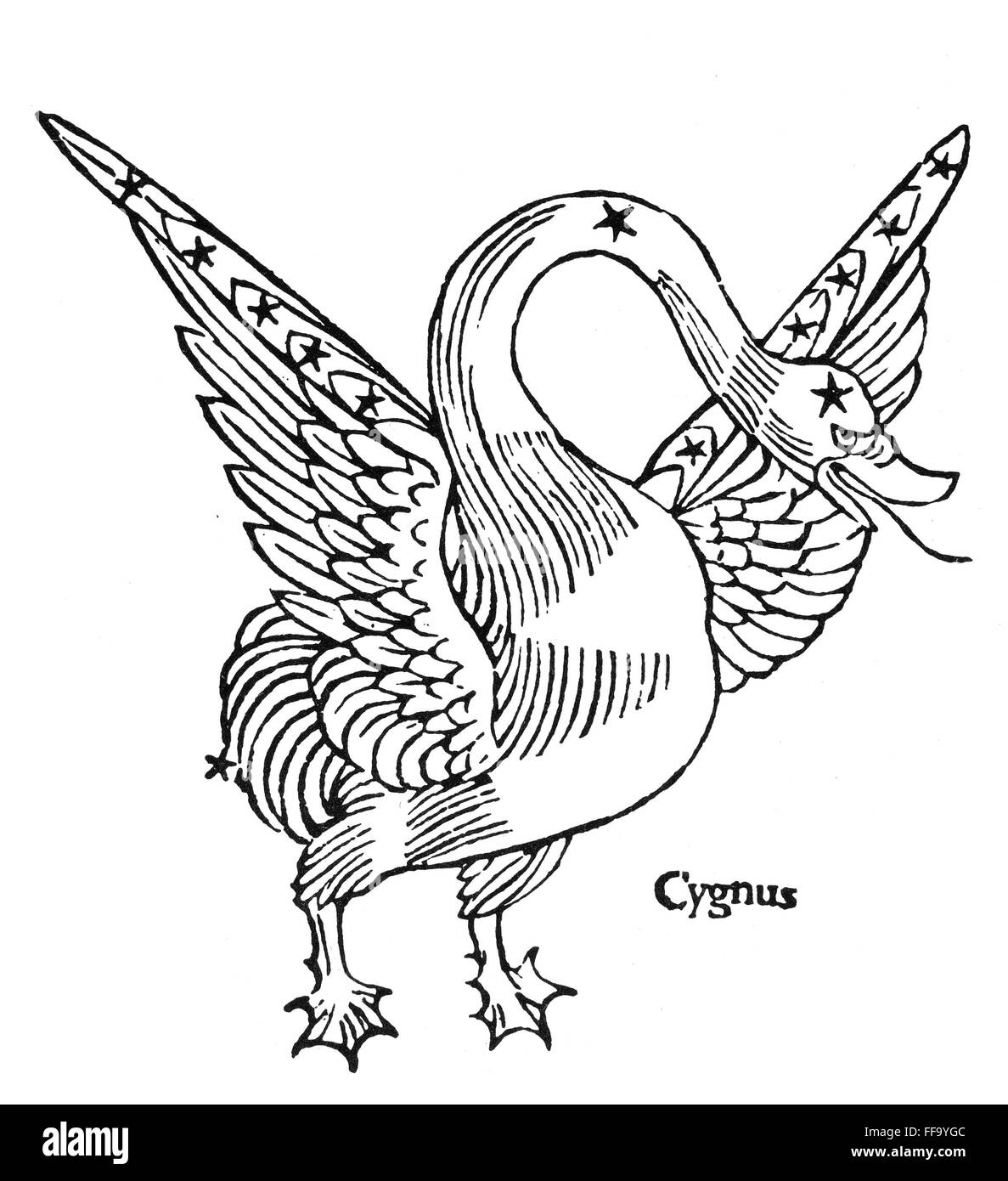 La figuration de Cygnus, 1482. /NWoodcut de Gaius Julius Hyginus ...