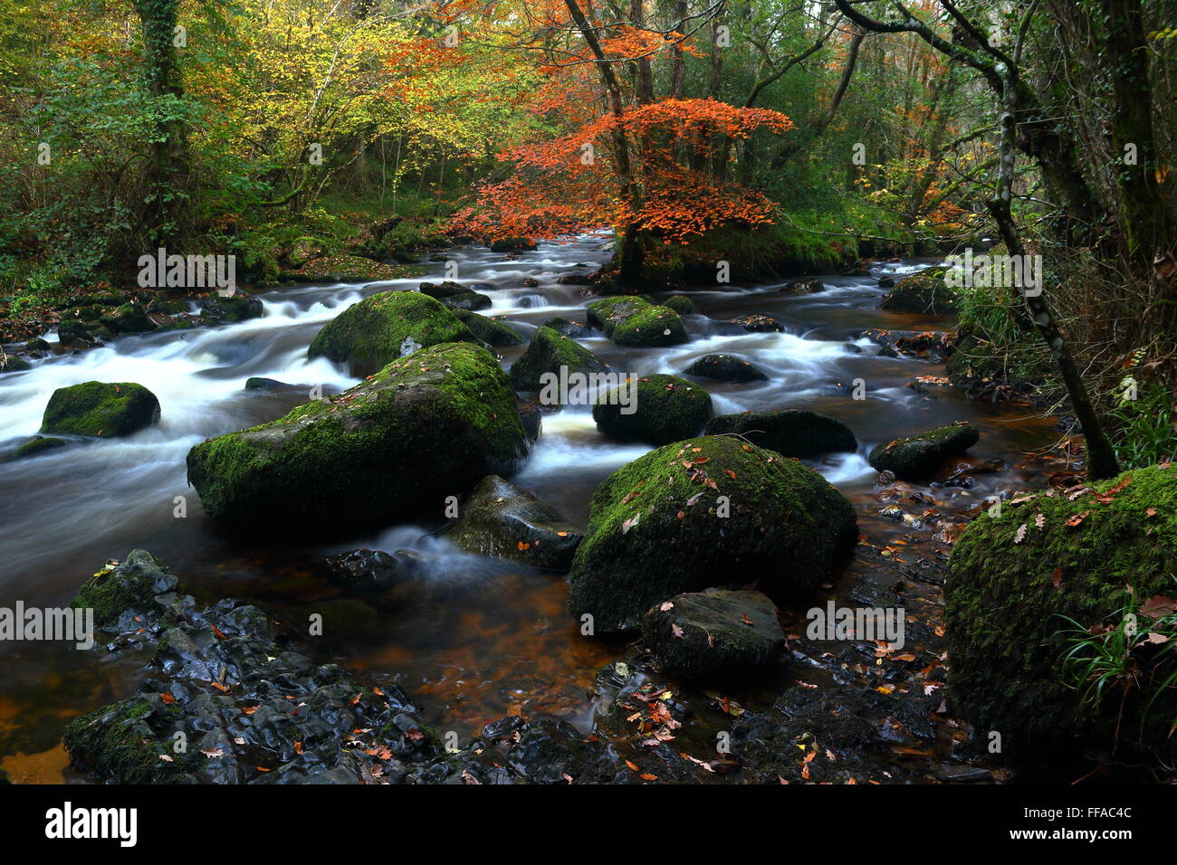 17e siècle Stone Arch Fingle Bridge traversant la rivière Teign près de Drewsteignton, Dartmoor National Park, Devon, Angleterre. Banque D'Images