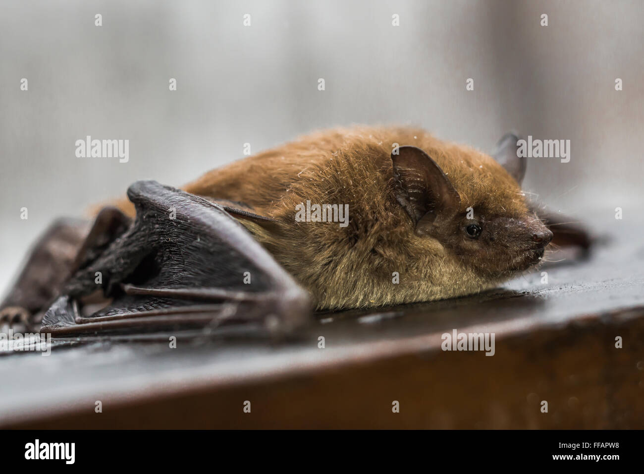 12962362167807431180allepetite Chauve Souris Brune Myotis Lucifugus De La Chauve Sourishtml