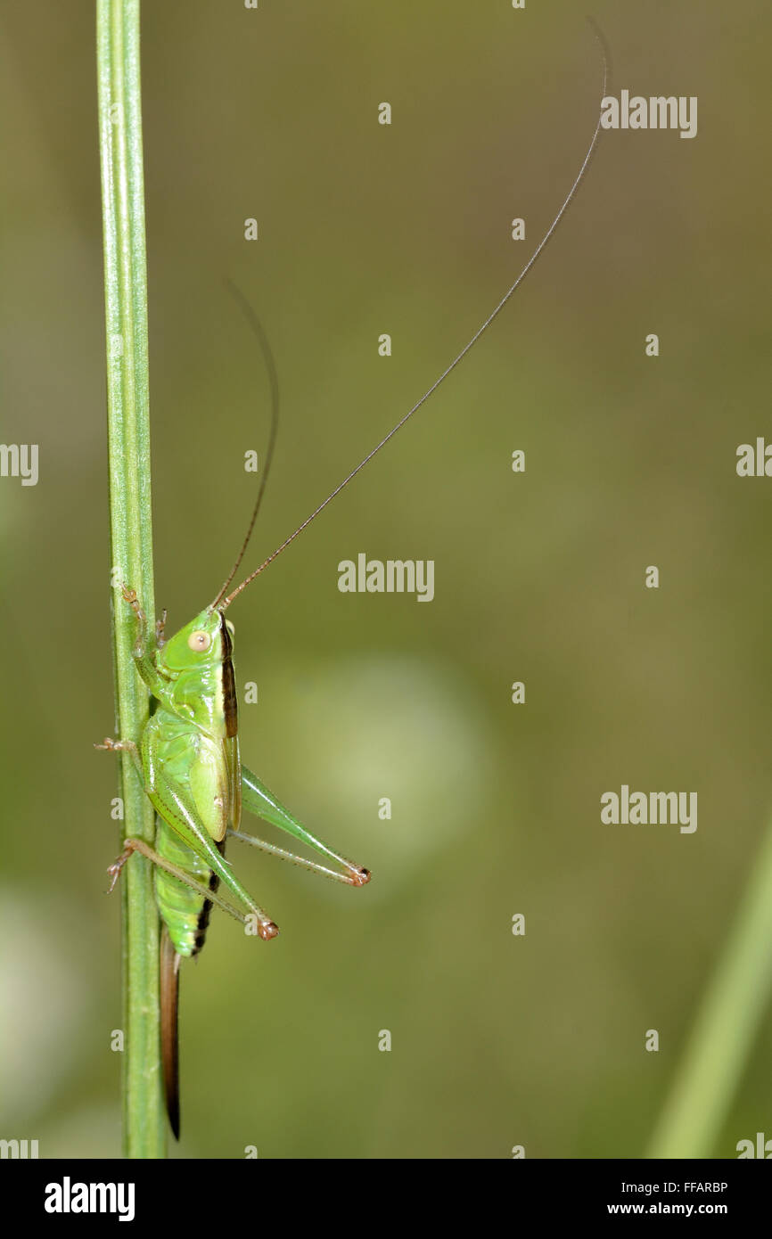 La longue tête conique (Conocephalus discolor) nymphe. Une femelle juvénile cricket montrant la bande sombre distinctif Banque D'Images