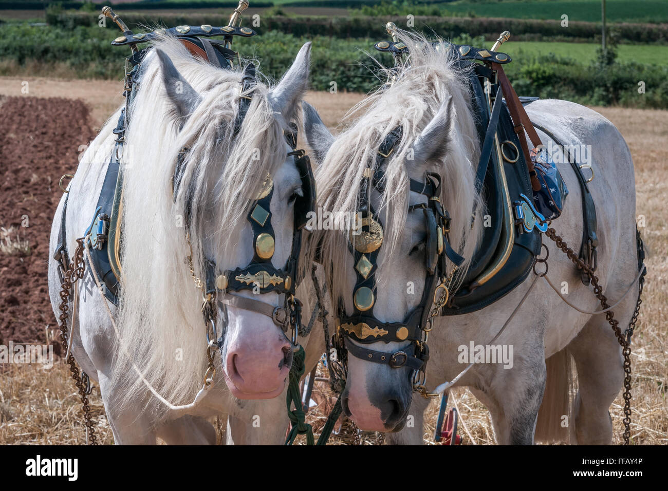 Deux shire horse prêt à champ charrue Banque D'Images