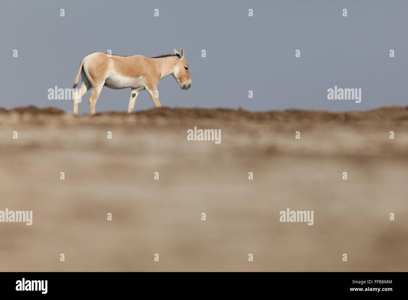 Âne sauvage indien, peu raan de Kutch, Gujarat Banque D'Images