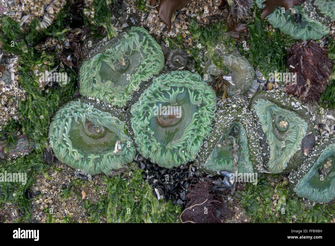 Les anémones vertes, les moules et les balanes, Chesterman Beach, Tofino, Colombie-Britannique Banque D'Images