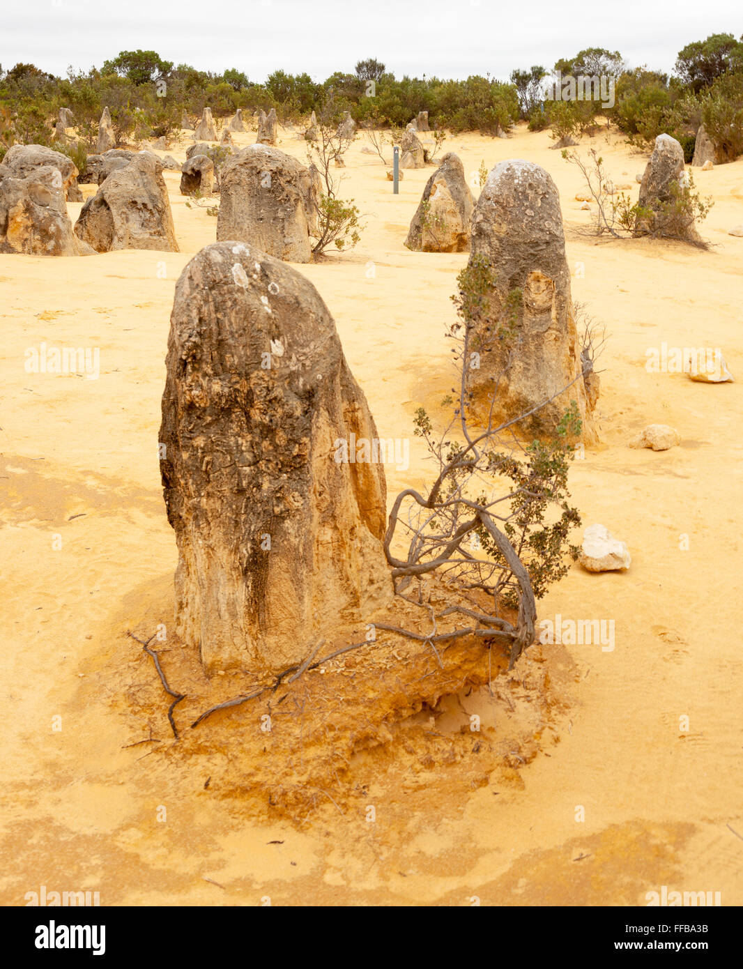 Les pinacles sont des formations calcaires dans le Parc National de Nambung, près de la ville de Cervantès, l'ouest de l'Australie. Banque D'Images