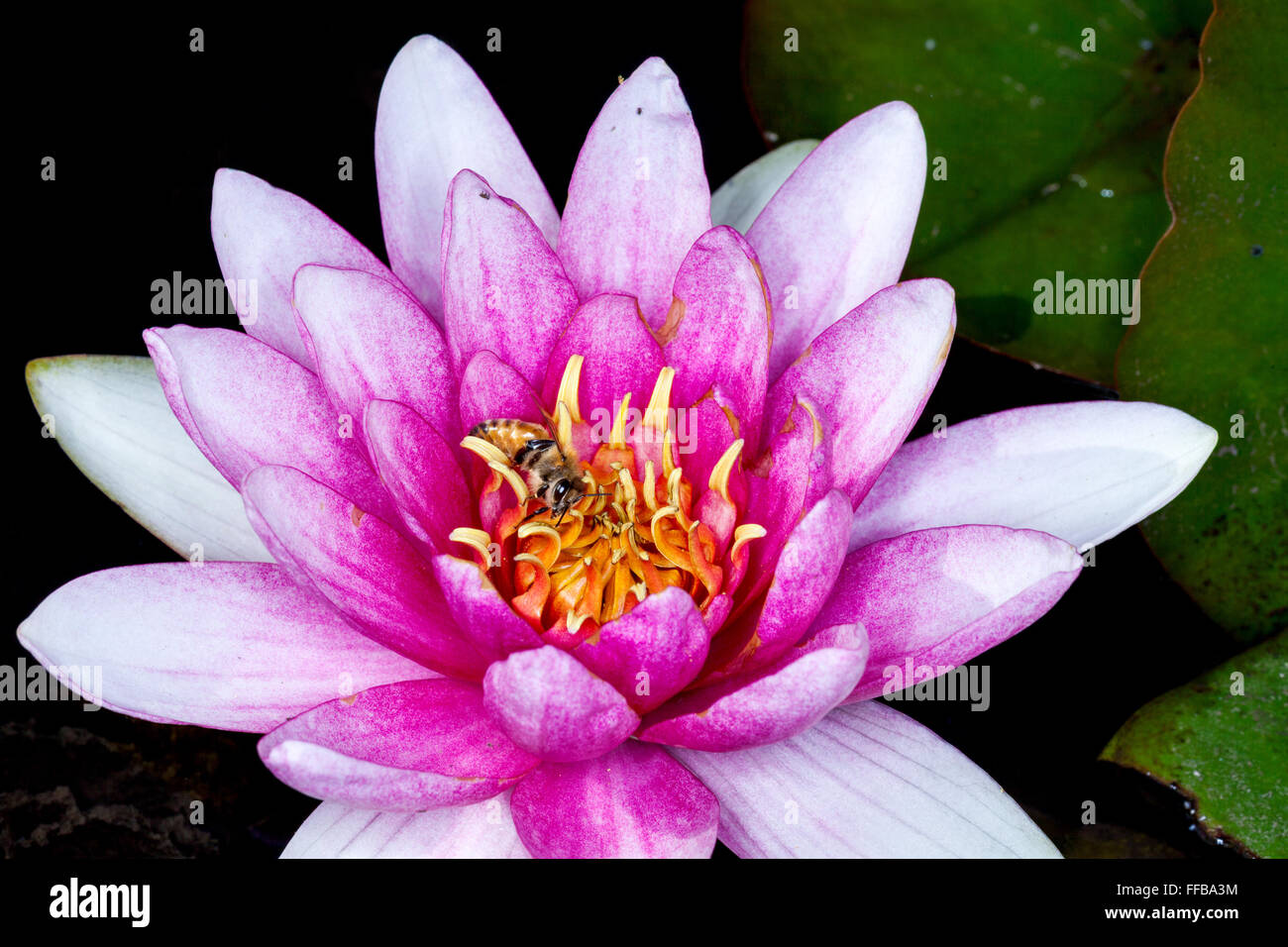 L'Nymphaeaceae sont aquatiques, herbes rhizomateuse .Les membres de cette famille sont communément appelés nénuphars Banque D'Images