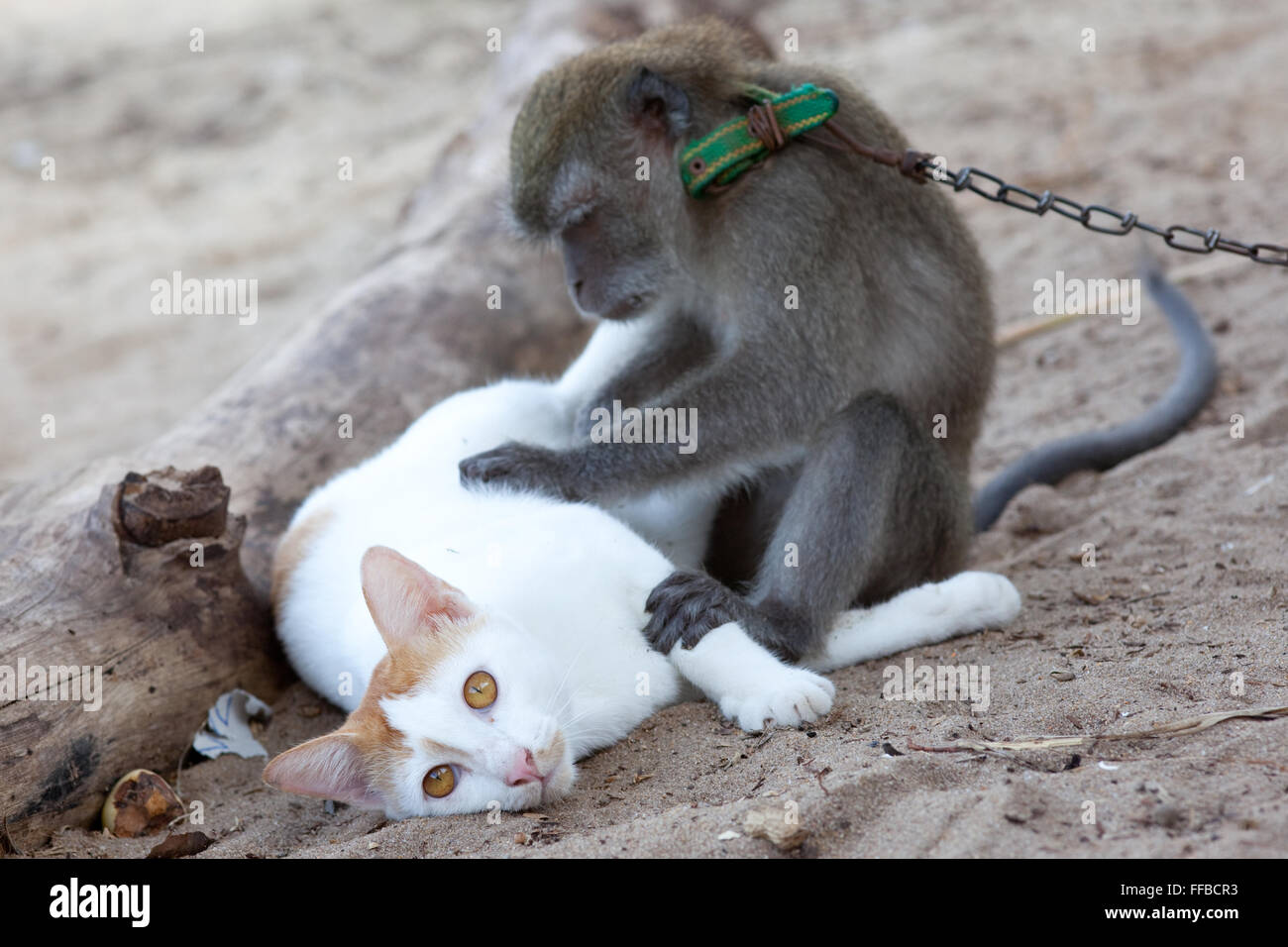 L'argent se toilette un chat sur une plage sur l'île de tioman Banque D'Images