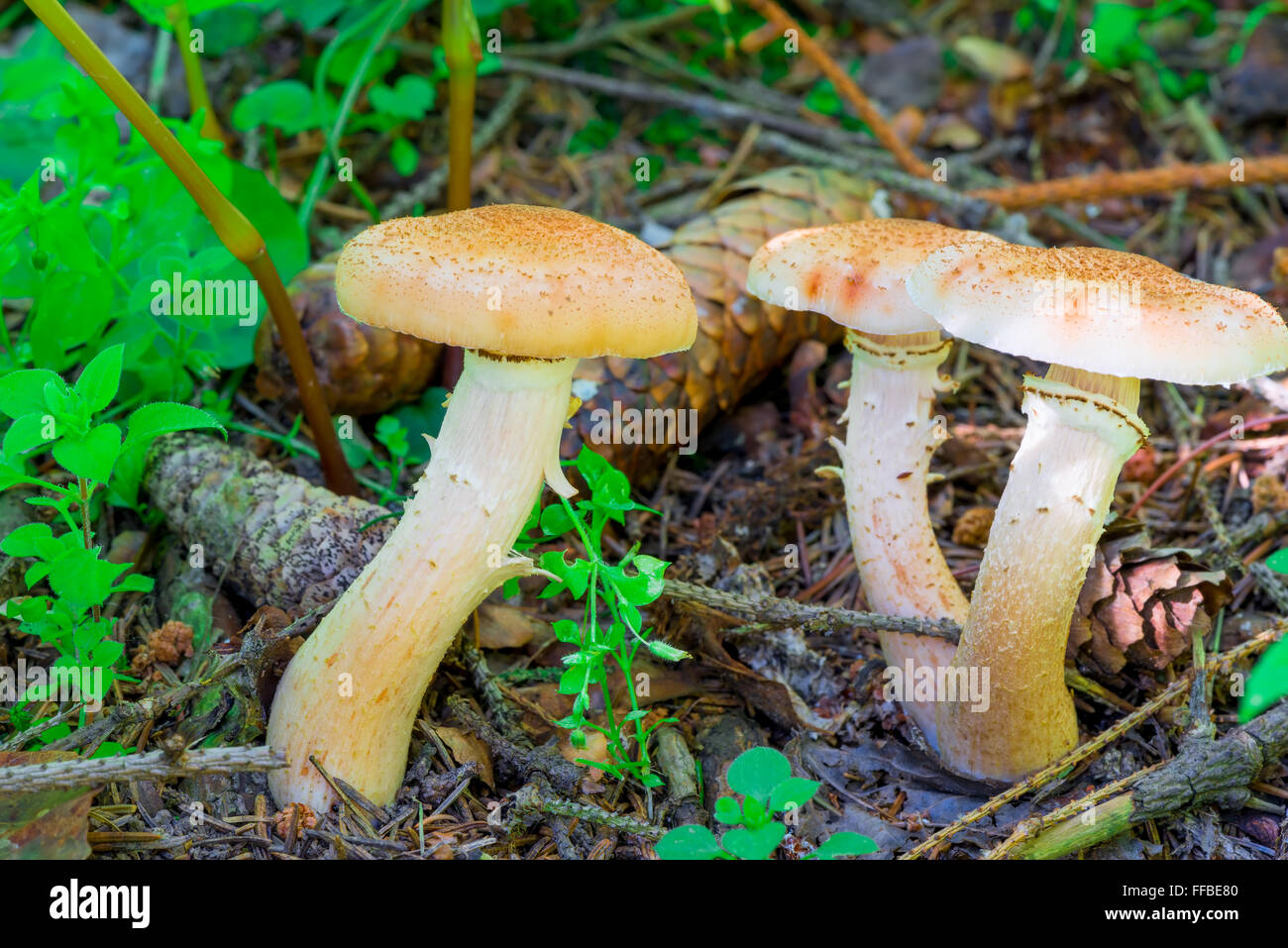 Trois champignons comestibles agaric miel close up dans la forêt Banque D'Images
