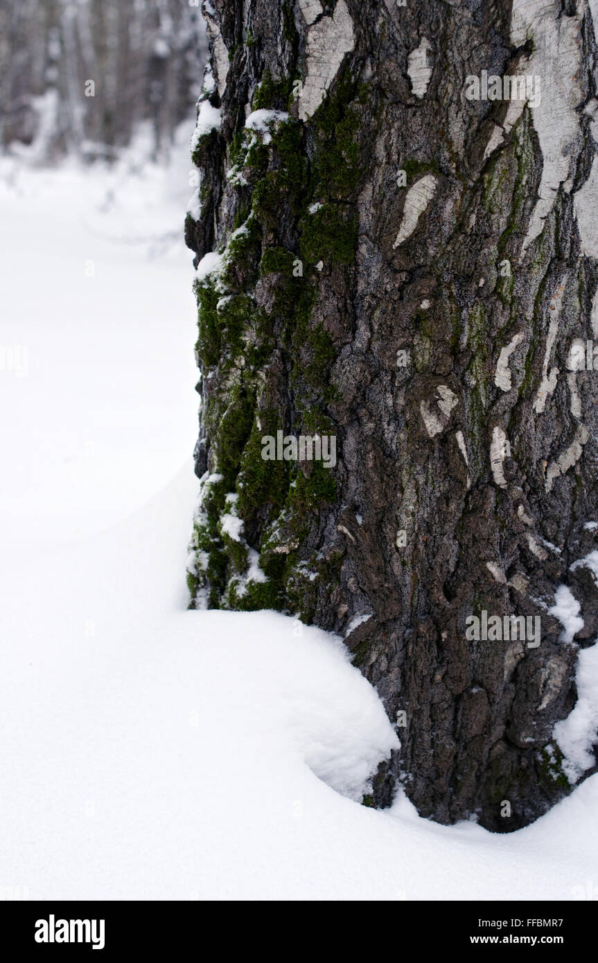 Macro de base d'écorce de bouleau dans la neige en hiver Banque D'Images