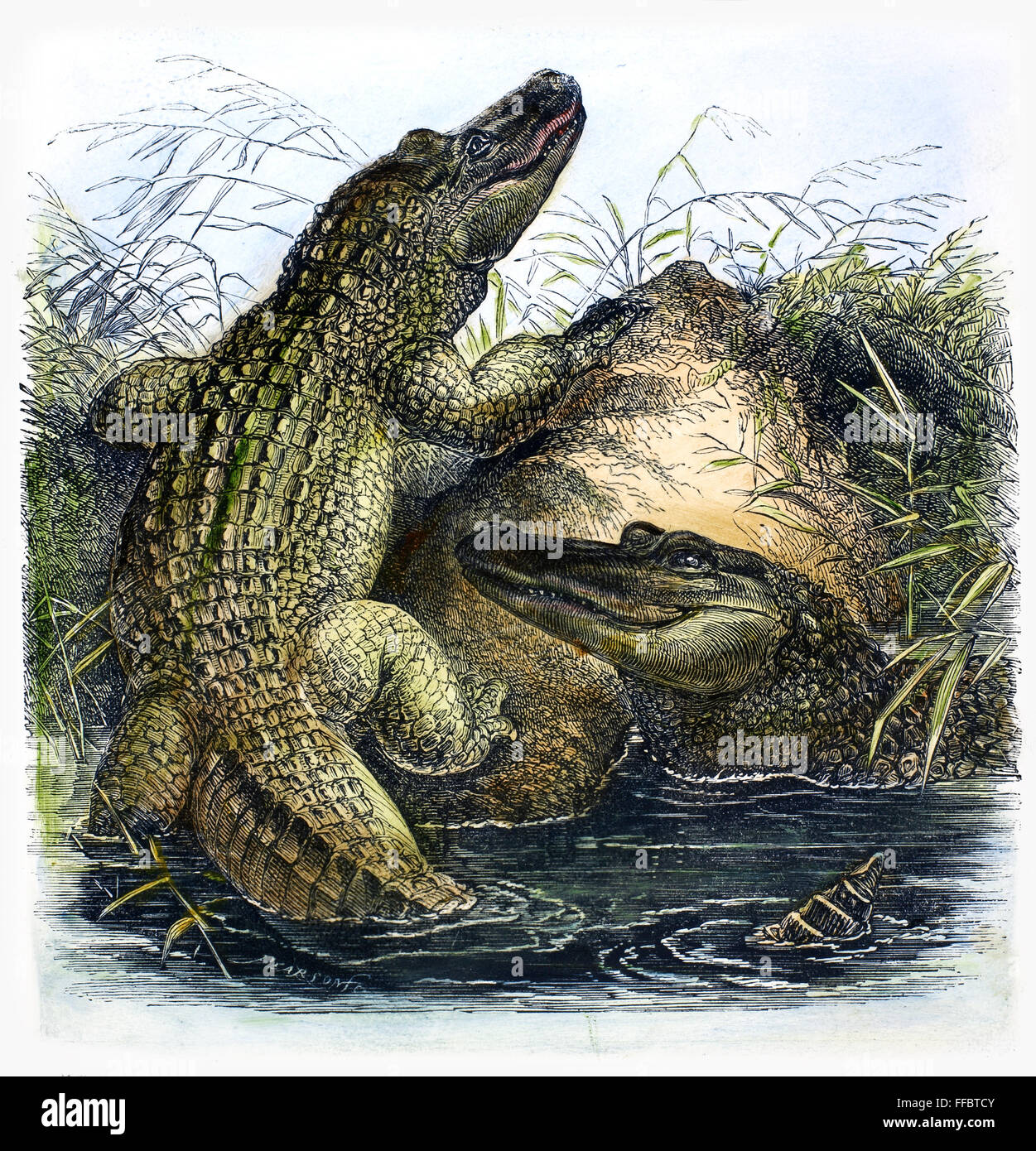 Les alligators de Floride. /NWood, gravure du xixe siècle. Banque D'Images