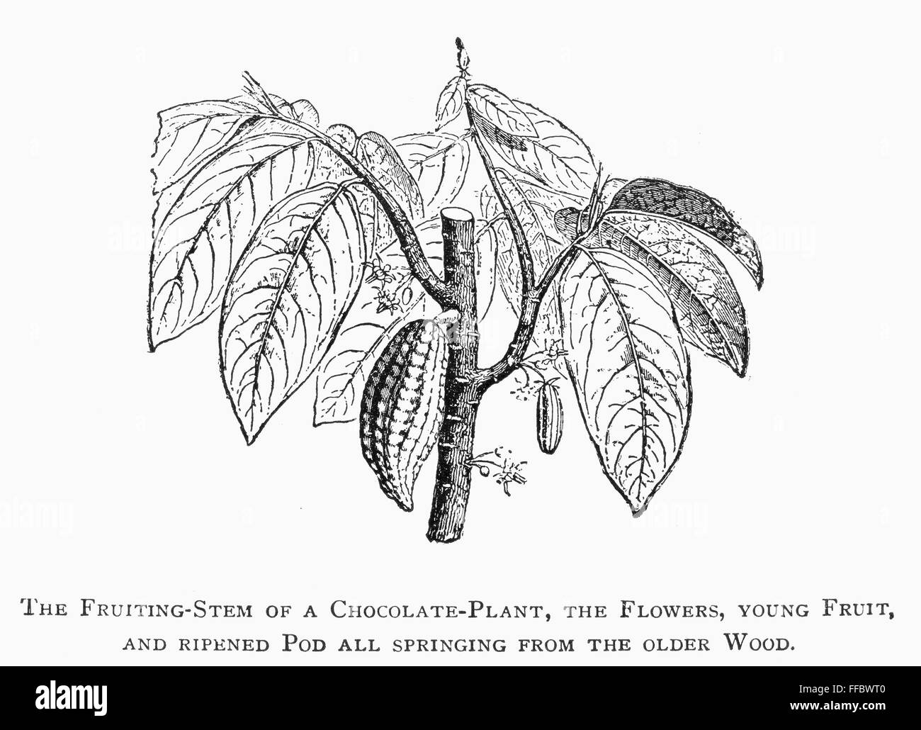 Cacaotier. /NTheobroma cacao. Les fleurs, les jeunes fruits, mûrs et de pod le cacaoyer. Gravure en ligne, 1891. Banque D'Images