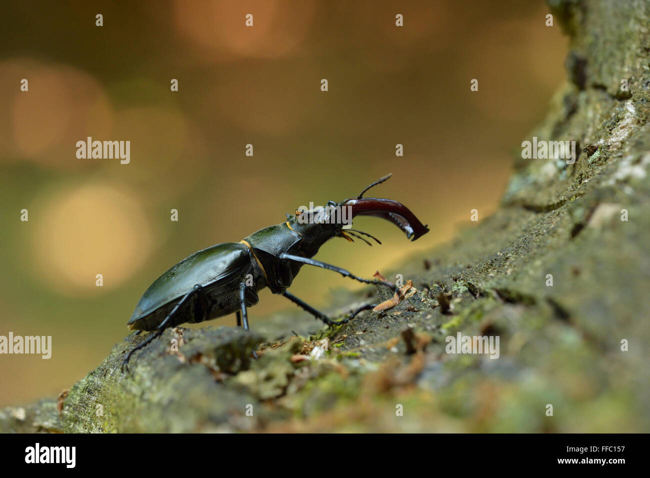 Stag Beetle / Hirschkaefer ( Lucanus cervus ), homme, sur l'écorce d'un chêne, rétroéclairé situation, vue latérale, belle arrière-plan. Banque D'Images