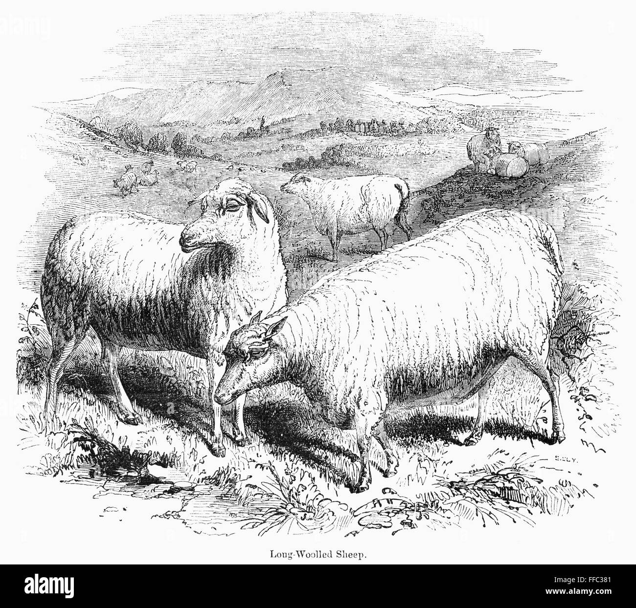 Une WOOLLED Mouton, 1841. /NWood gravure, anglais, 1841. Banque D'Images