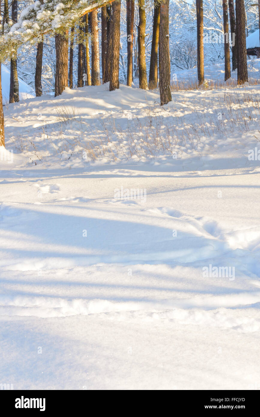 Arrière-plan avec la neige d'hiver forêt pour des séances de portrait. 80 mm. Banque D'Images