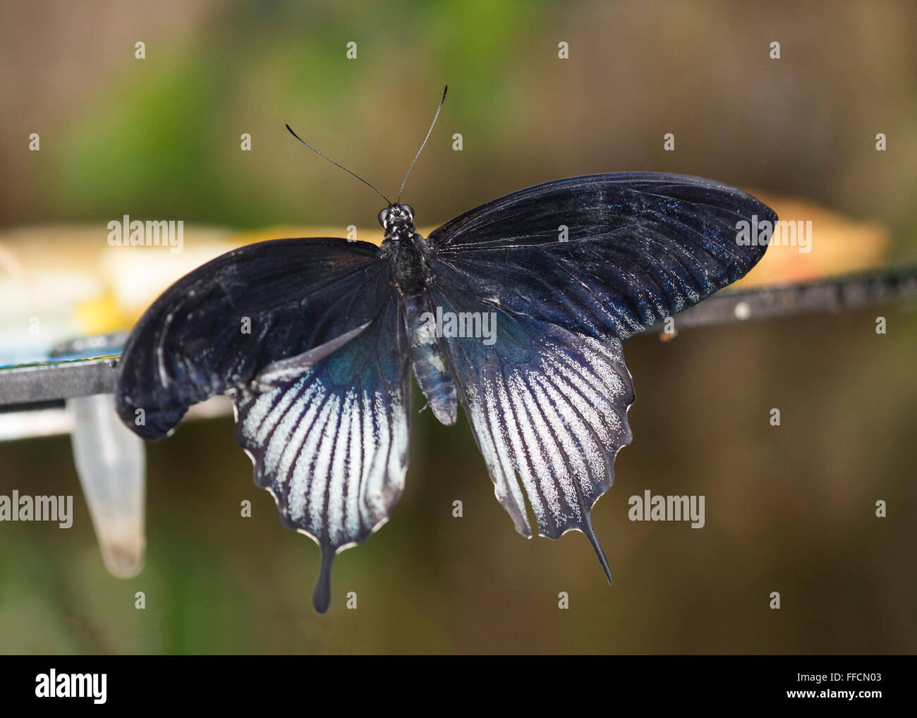 Homme Grand Mormon Papilio memnon (papillon) Banque D'Images