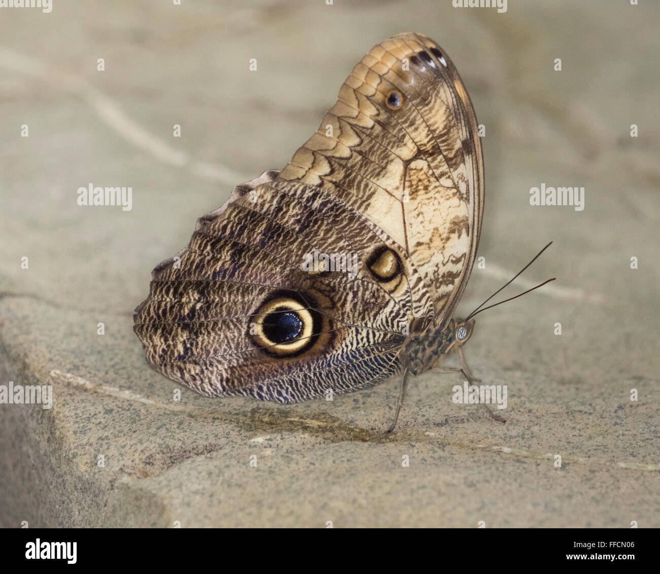 Le Grecian Shoemaker papillon (Catonephele numilia) Banque D'Images