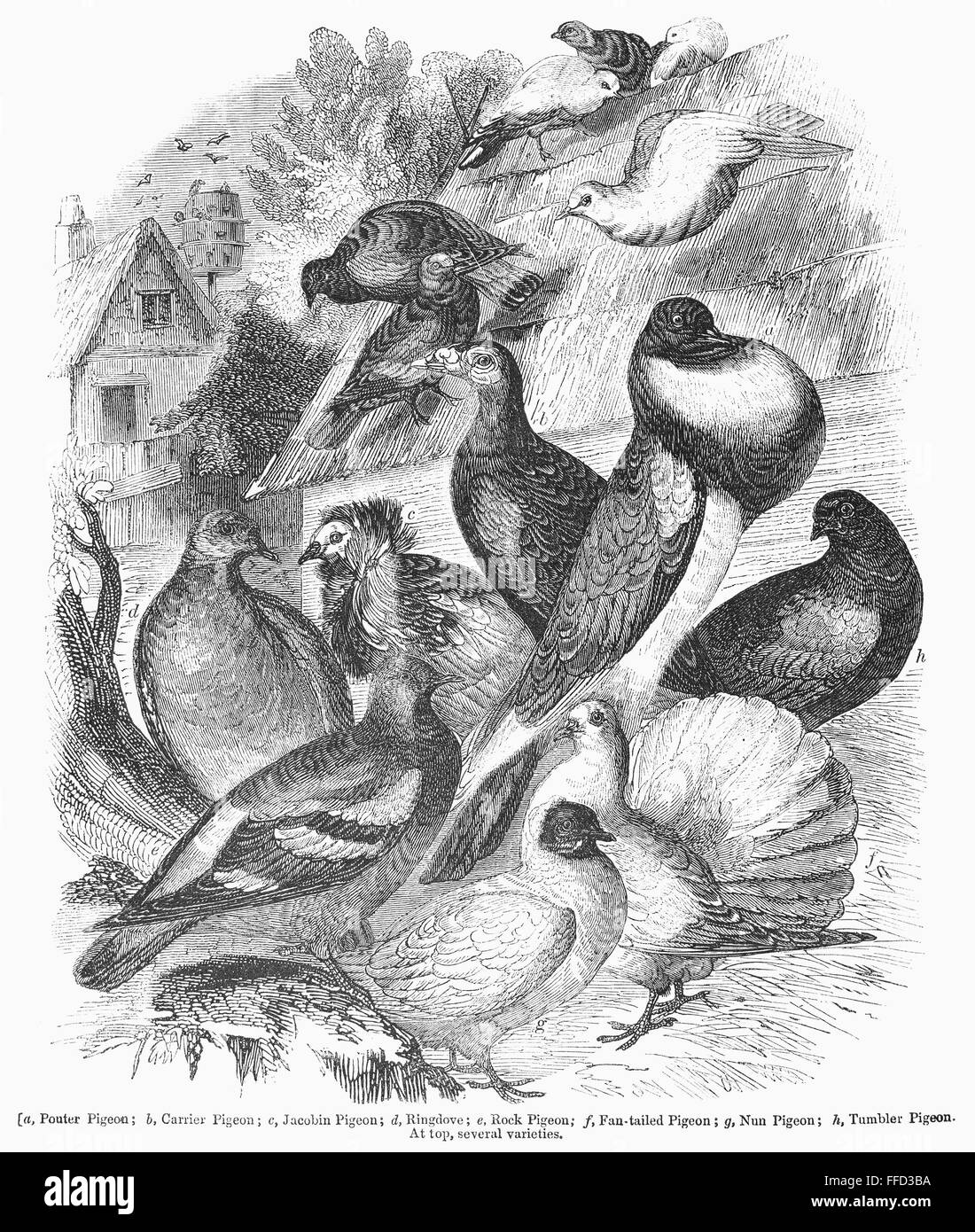 Les pigeons, 1841. /NDomestic pigeons. La gravure sur bois, 1841. Banque D'Images