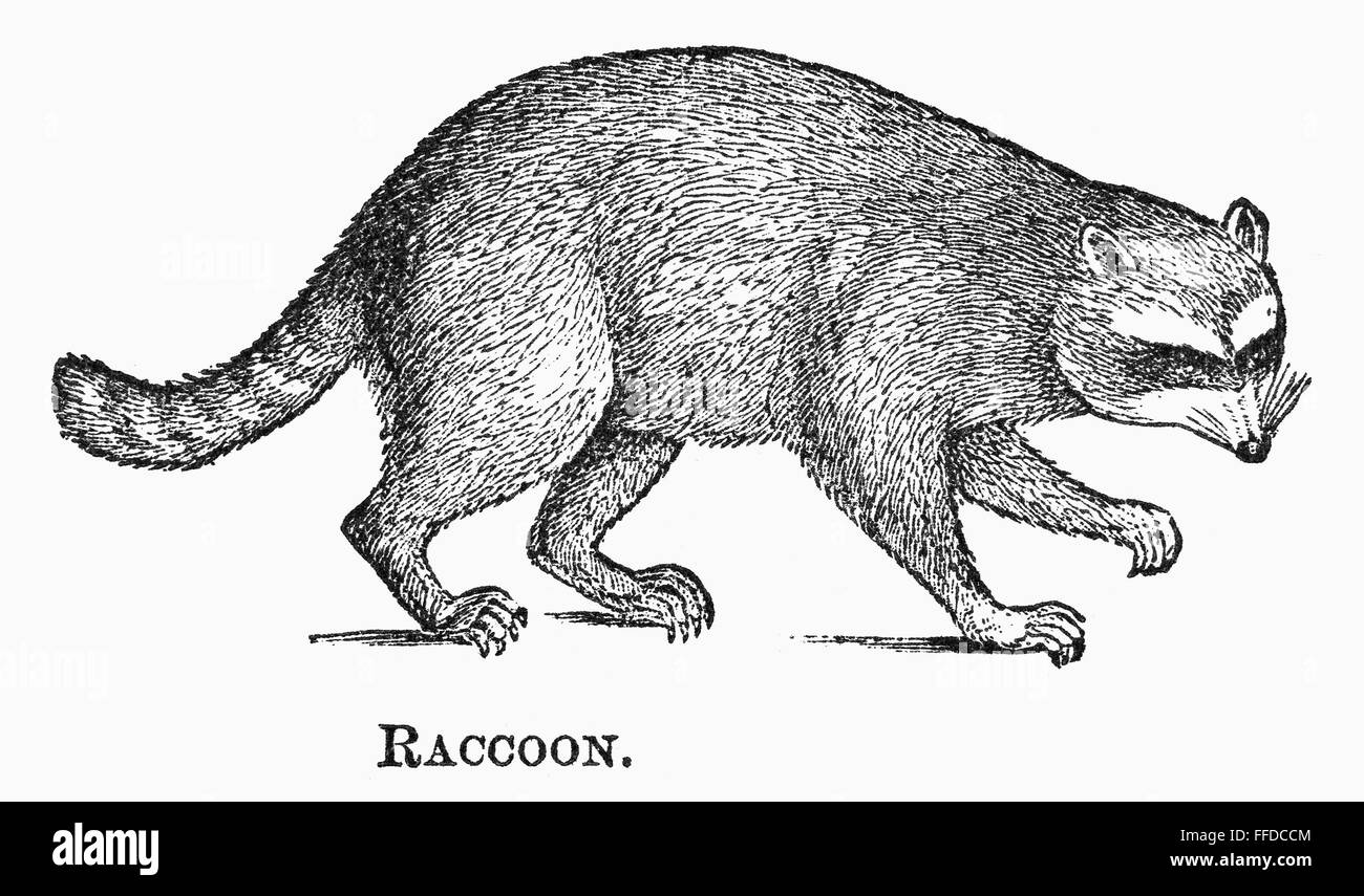 Le raton laveur, 1873. /NWood gravure, American, 1873. Banque D'Images
