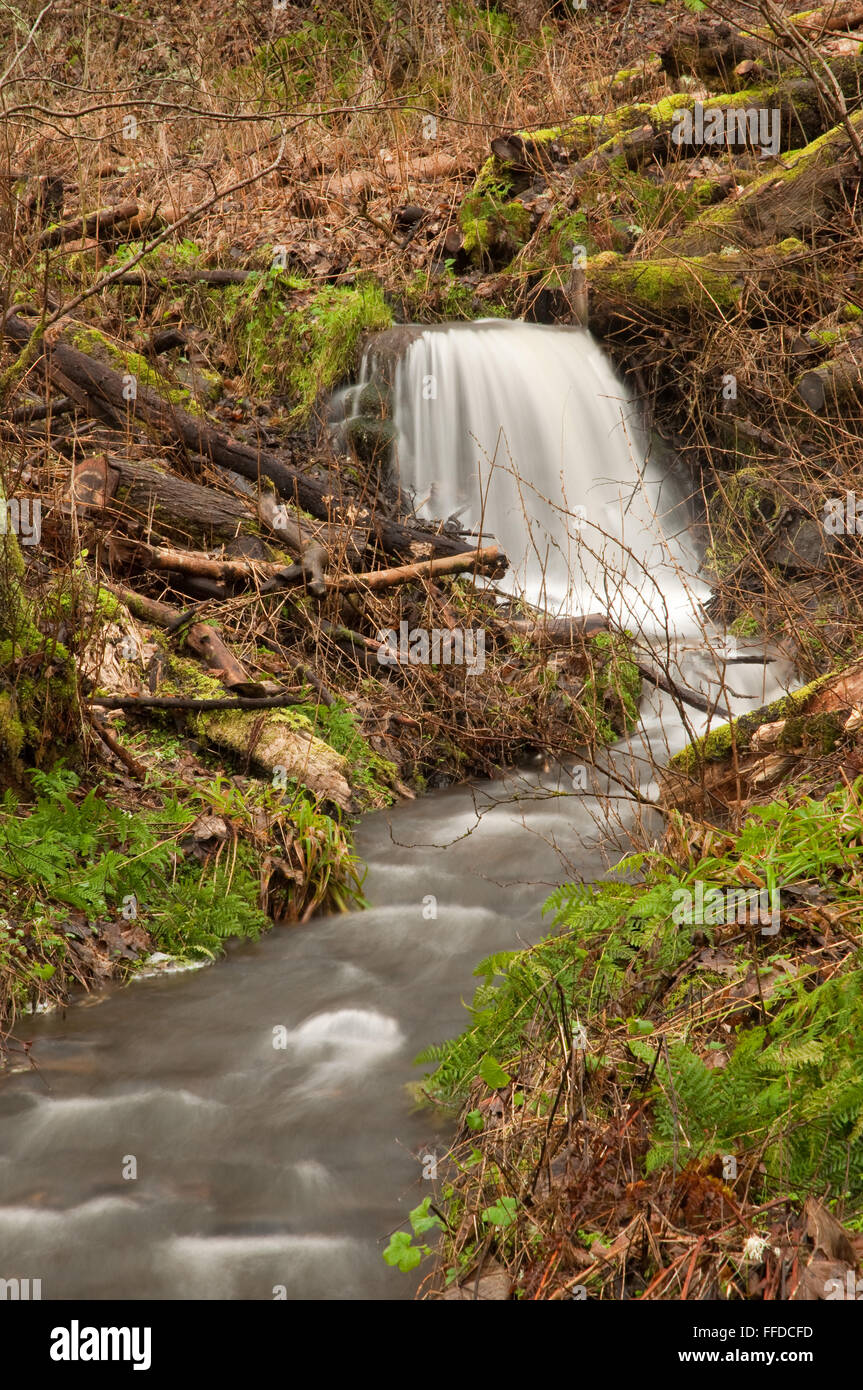 Le flux de Fairy Glen Banque D'Images