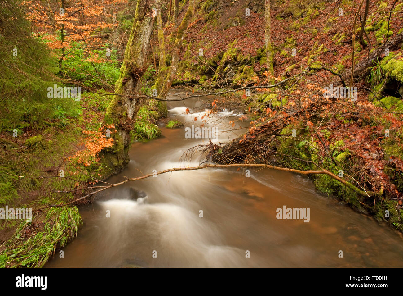 Le flux de Fairy Glen Banque D'Images