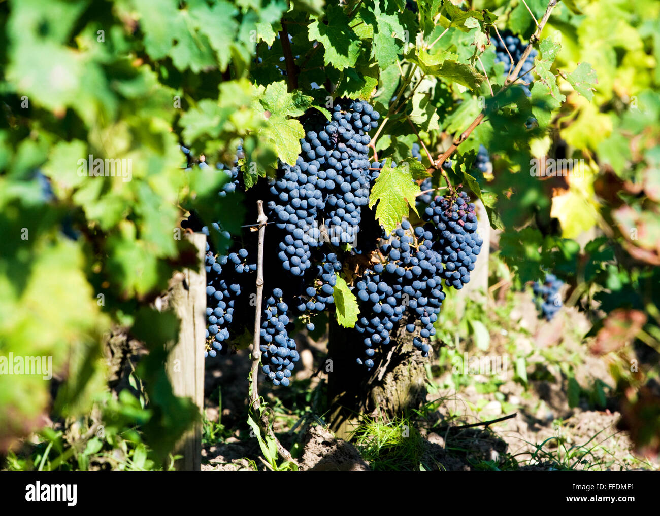 Grappes de raisins Sangiovese mûr croissant sur une vigne en Toscane Banque D'Images