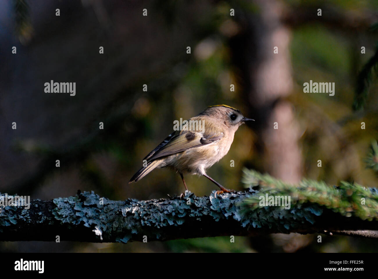 Goldcrest ensoleillée (Regulus regulus ) dans la forêt sombre firry. La région de Moscou, Russie Banque D'Images