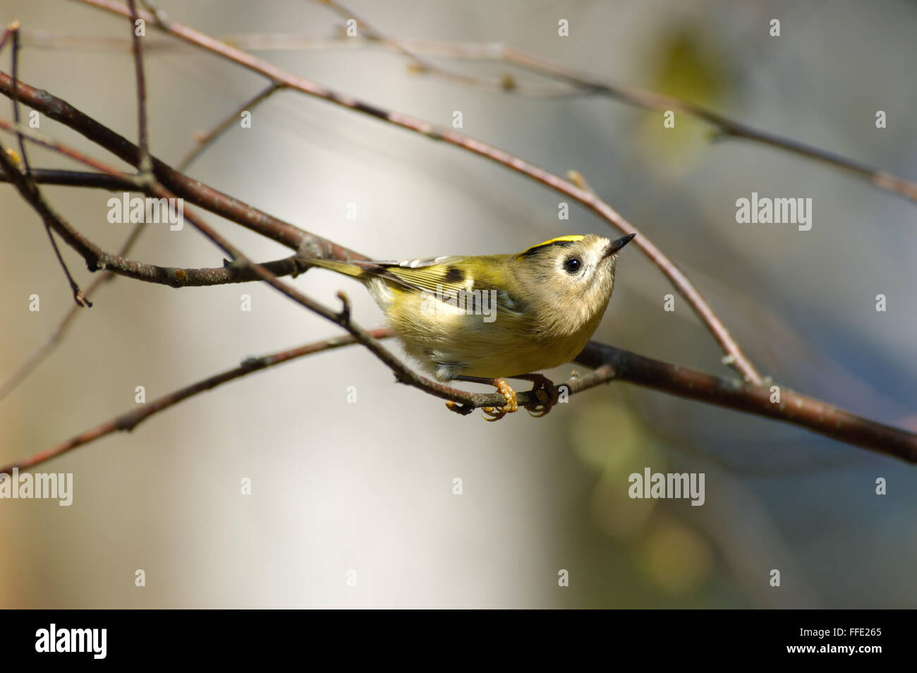 Goldcrest percheurs (Regulus regulus ) au printemps. La région de Moscou, Russie Banque D'Images