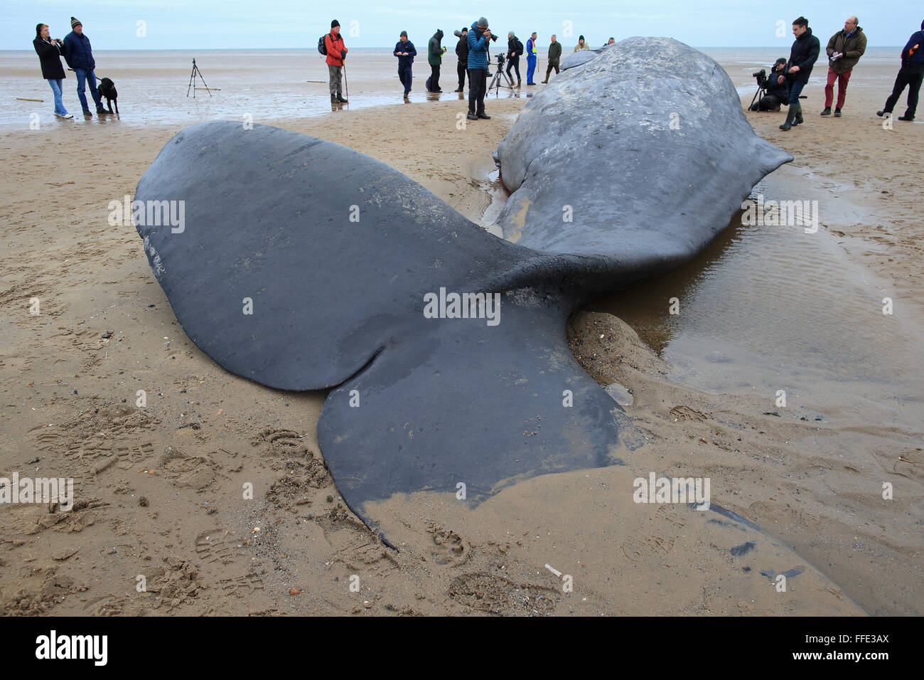 Le cachalot (Physeter macrocephalus) Banque D'Images