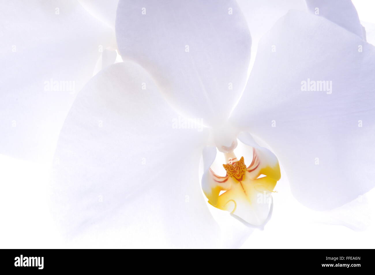 Tête d'orchidée fleur sur fond blanc Banque D'Images Tête d'orchidée fleur sur fond blanc Banque D'Images