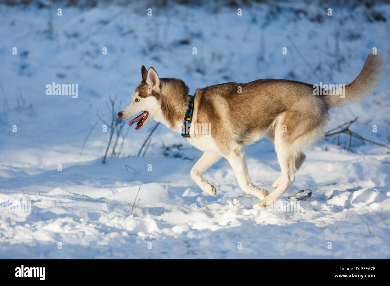 L'exécution de chien husky dans la forêt d'hiver Banque D'Images