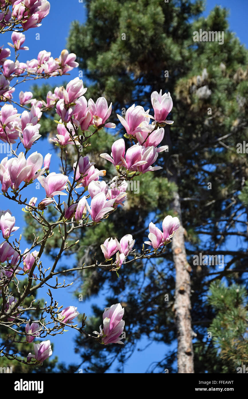 Fleurs de the tulip tree Banque D'Images