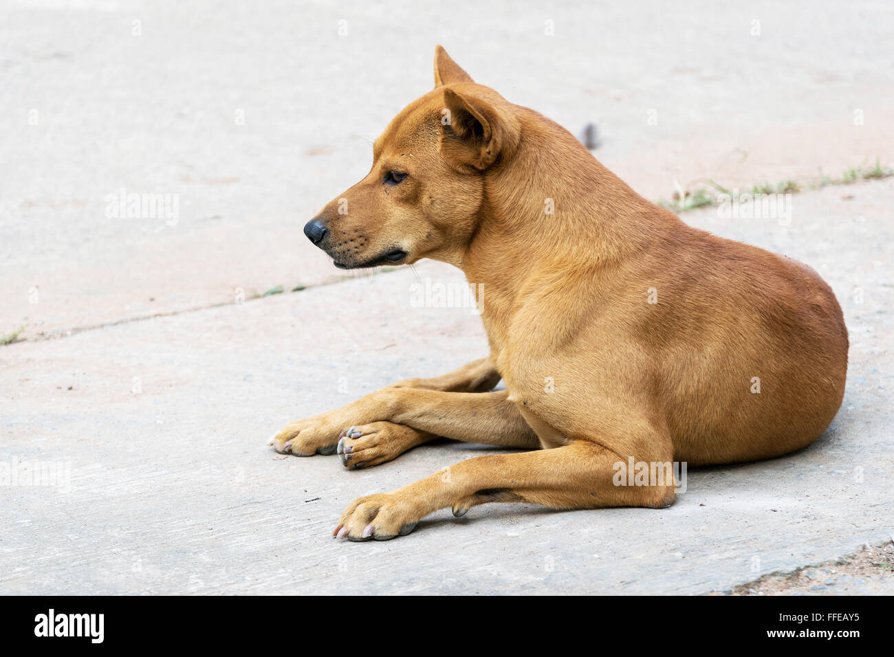 La Thaïlande Race De Chien Mâle Marron Banque Dimages
