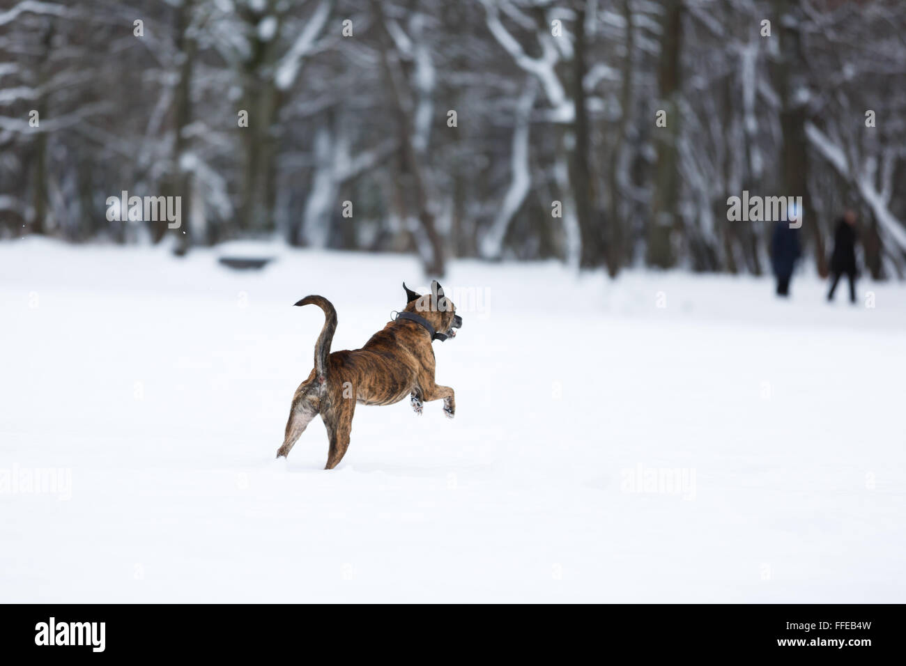 Brown chien qui court dans la neige en forêt Banque D'Images