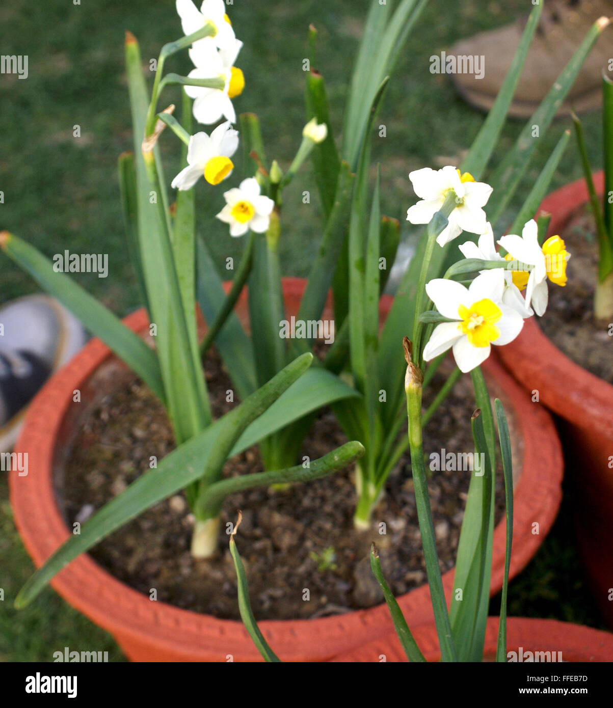 Bunch, Narcissus tazetta narcisse à fleurs ornementales vivaces bulbeuses, herb avec fleur blanche avec petit corona jaune Banque D'Images
