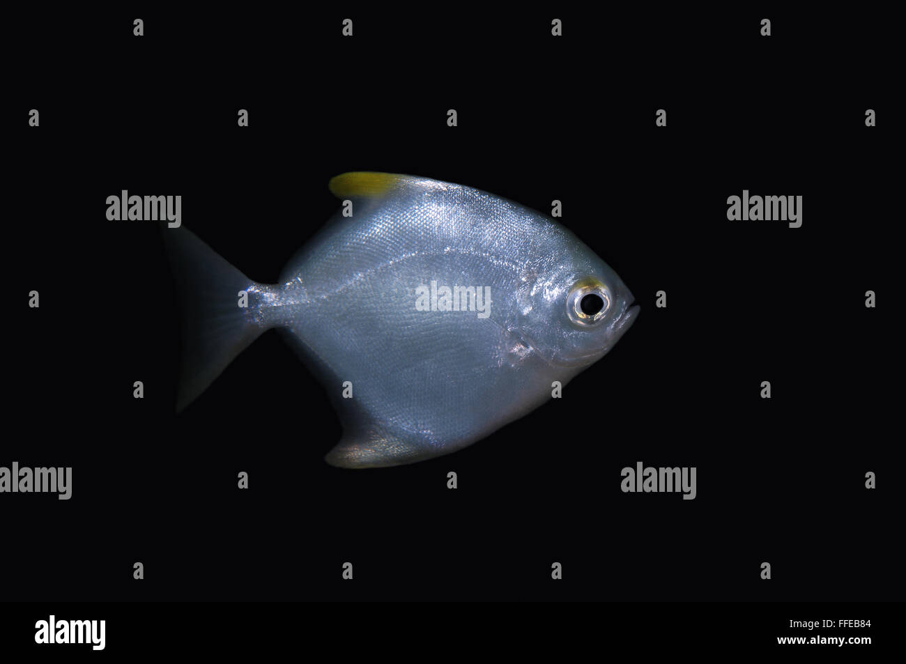 Moony d'argent', argent moonfish, fingerfish, Mono, diamond moonfish ou ange de Malaisie (Monodactylus argenteus) Océan Indien, Hikka Banque D'Images