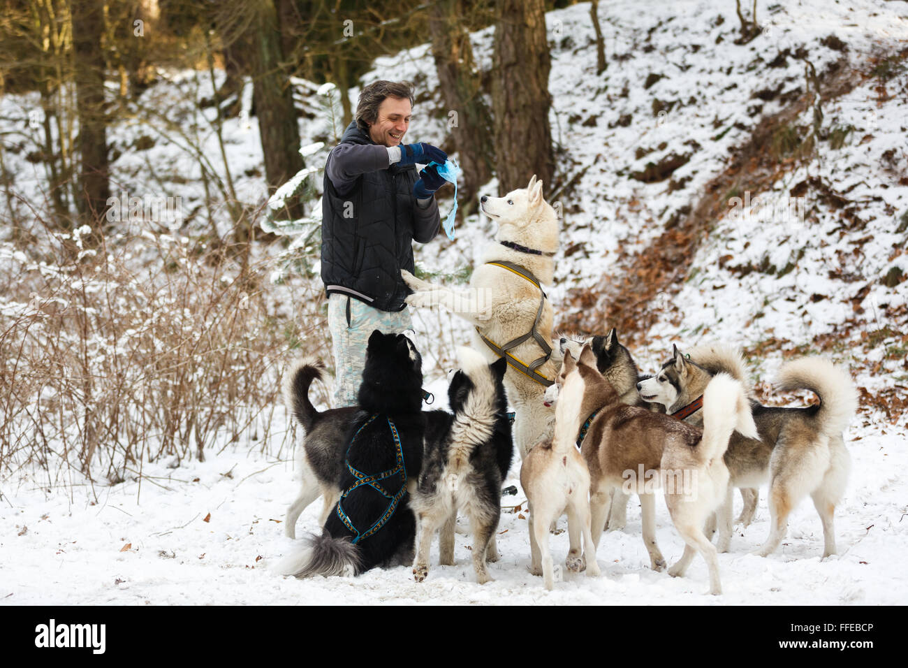 L'homme l'alimentation des chiens en forêt d'hiver Banque D'Images