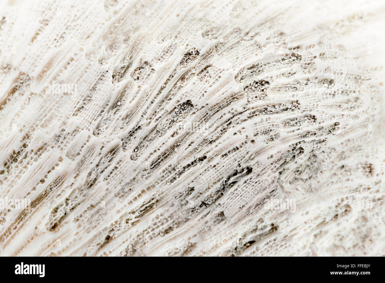 Gros plan macro de coraux morts blanchis la texture. Banque D'Images