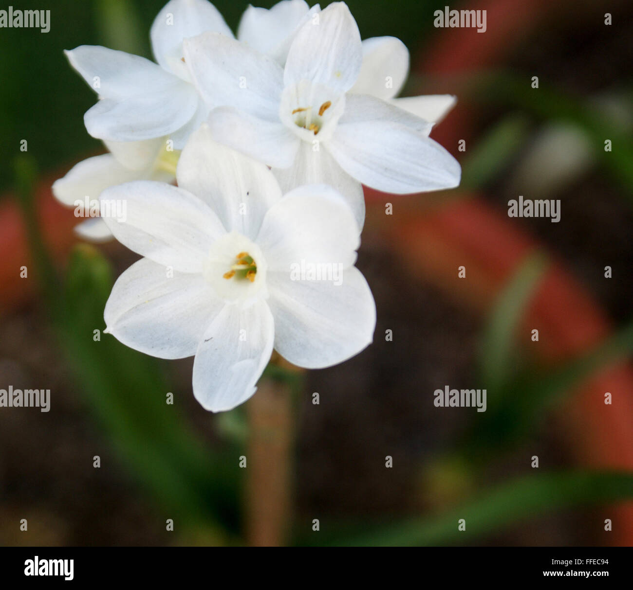 Narcissus tazetta blanc du papier', bouquet fleur narcisse, vivace bulbeuse  plante ornementale avec fleur blanche avec corona blanc Photo Stock - Alamy
