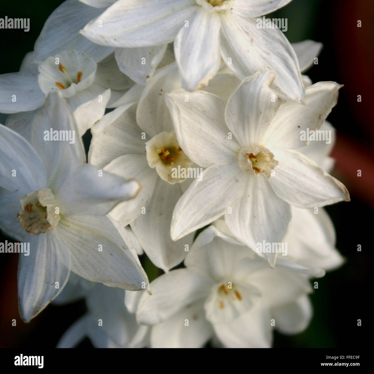 'Narcissus tazetta Paperwhite', bouquet fleur narcisse, vivace bulbeuse plante ornementale avec fleur blanche avec corona blanc Banque D'Images
