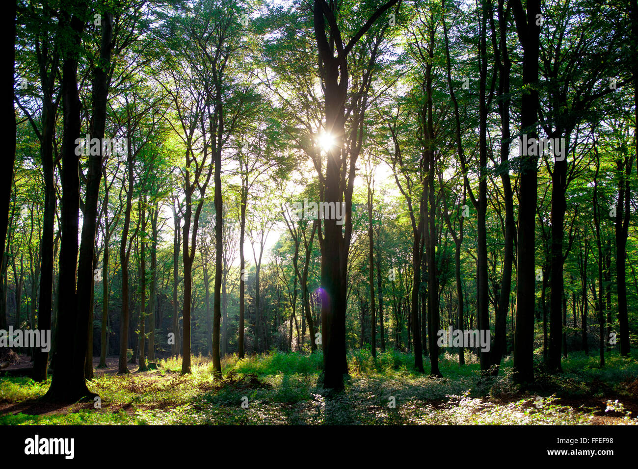 L'Europe, l'Allemagne, en Rhénanie du Nord-Westphalie, région de la Ruhr, dans une forêt à l'Ruhrhoehenweg dans l'Ardey montagnes près de plus humides. Banque D'Images