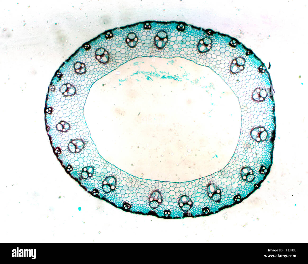 Image microscopique tige de la plante Banque D'Images