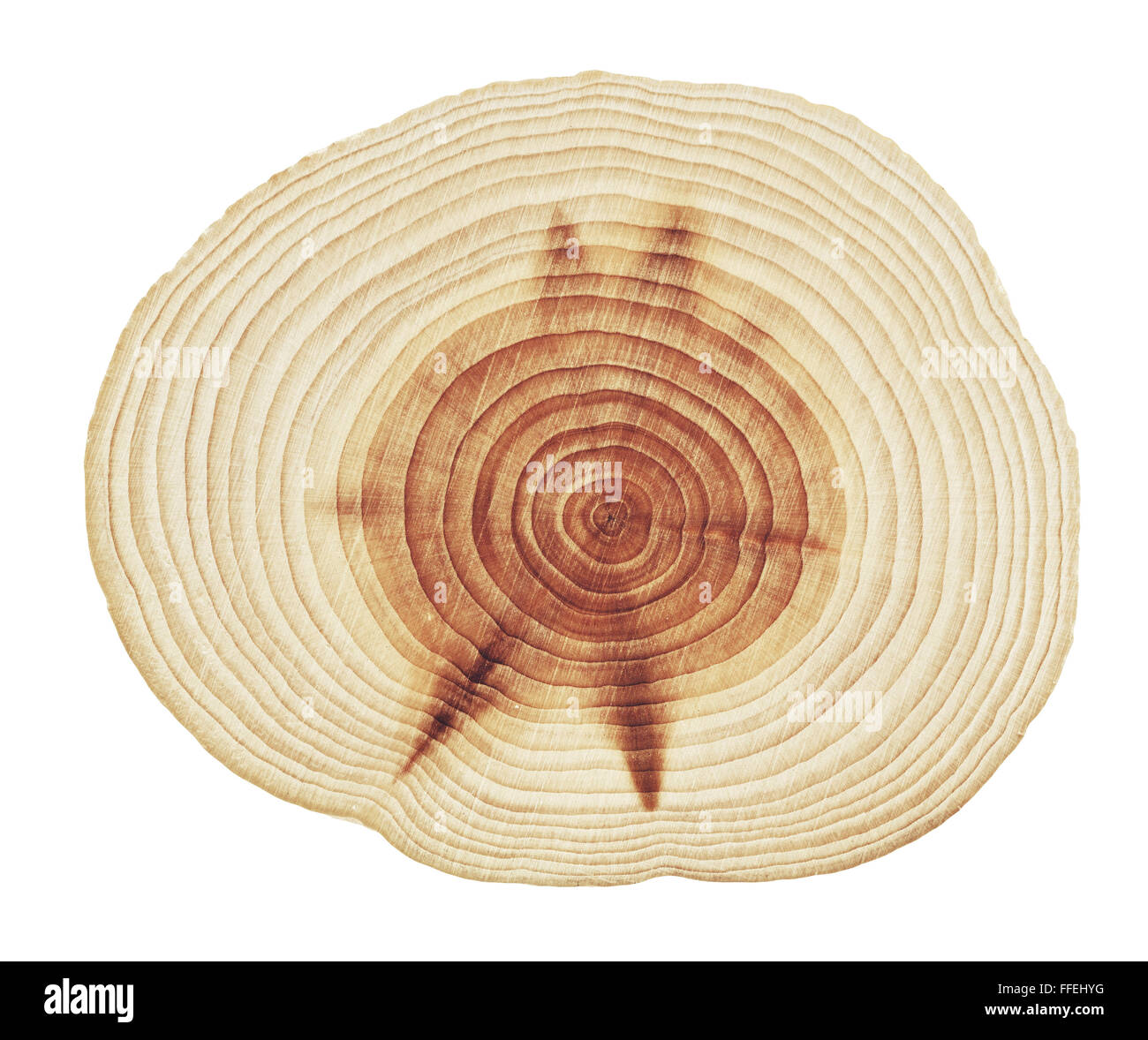 La texture bois anneaux moignon, fond de bois Banque D'Images