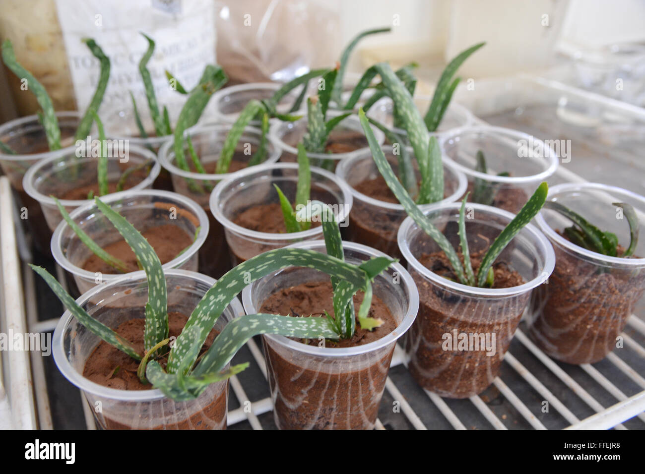 Mumbai, Inde - le 28 octobre 2015 - L'Aloe vera dans un laboratoire d'essai biogénétiques Banque D'Images